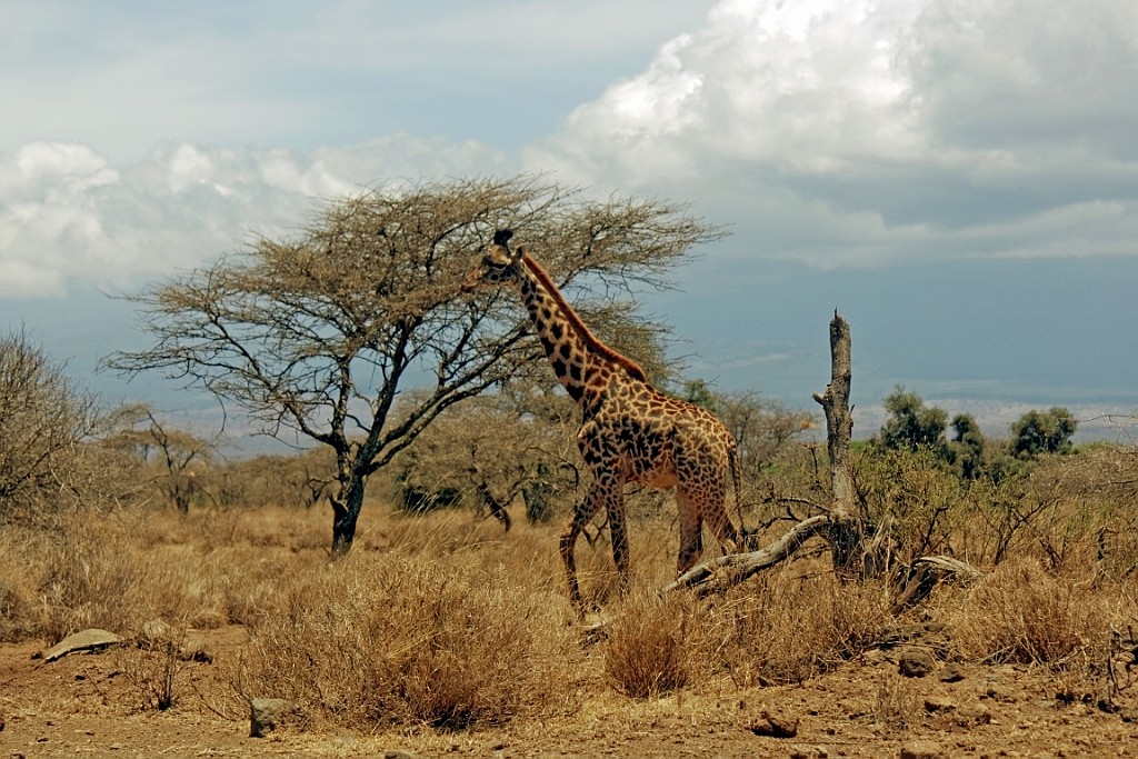 Kenia (27).jpg